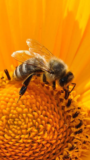 Emulate Android APK Bee Wallpaper Emulate Android APK Bee Wallpaper