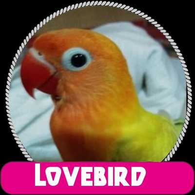 Emulate Android APK Belajar Ternak Lovebird