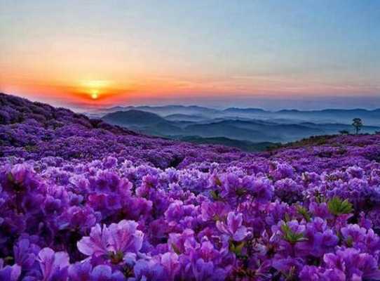 Emulate Android APK Bell Of Peace - Gede Prama