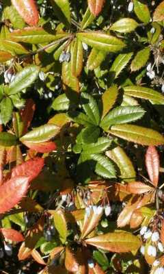 Emulate Android APK Berberidaceae Wallpapers