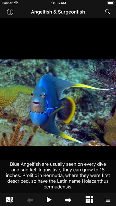 Emulate iPhone app Bermuda Reef Life HD using MyAndroid