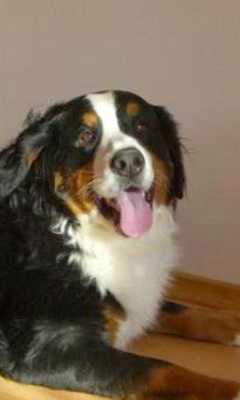Emulate Android APK Bernese Dog Jigsaw Puzzles Emulate Android APK Bernese Dog Jigsaw Puzzles