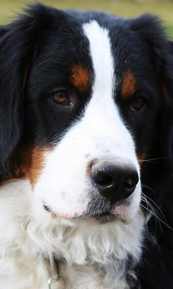 Run android online APK Bernese Mountain Dogs Puzzle from MyAndroid or emulate Bernese Mountain Dogs Puzzle using MyAndroid Run android online APK Bernese Mountain Dogs Puzzle from MyAndroid or emulate Bernese Mountain Dogs Puzzle using MyAndroid
