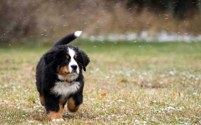 Emulate Android APK bernese mountain dog wallpaper