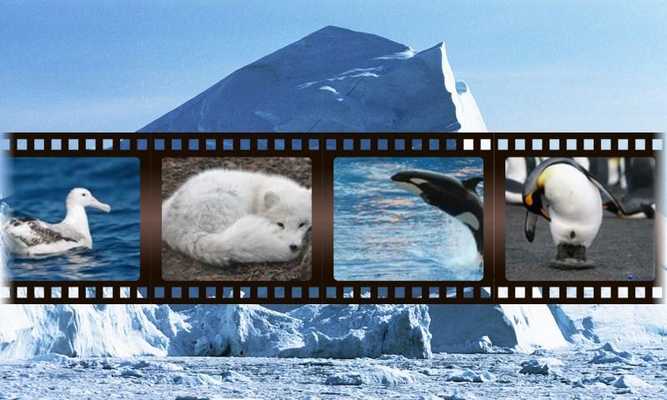 Emulate Android APK Best Arctic Animals Sounds Emulate Android APK Best Arctic Animals Sounds