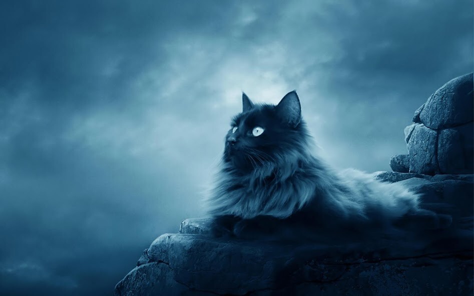 Run android online APK Best Cat wallpapers from MyAndroid or emulate Best Cat wallpapers using MyAndroid Run android online APK Best Cat wallpapers from MyAndroid or emulate Best Cat wallpapers using MyAndroid