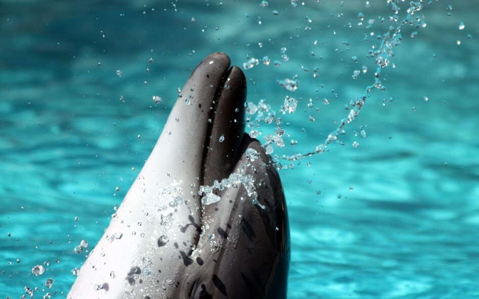 Emulate Android APK Best Dolphins Wallpapers Emulate Android APK Best Dolphins Wallpapers
