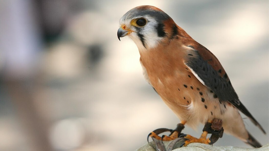 Run android online APK Best Falcon wallpapers from MyAndroid or emulate Best Falcon wallpapers using MyAndroid Run android online APK Best Falcon wallpapers from MyAndroid or emulate Best Falcon wallpapers using MyAndroid
