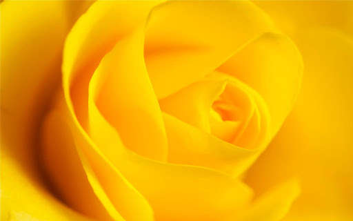 Run android online APK Best Flowers Wallpapers from MyAndroid or emulate Best Flowers Wallpapers using MyAndroid