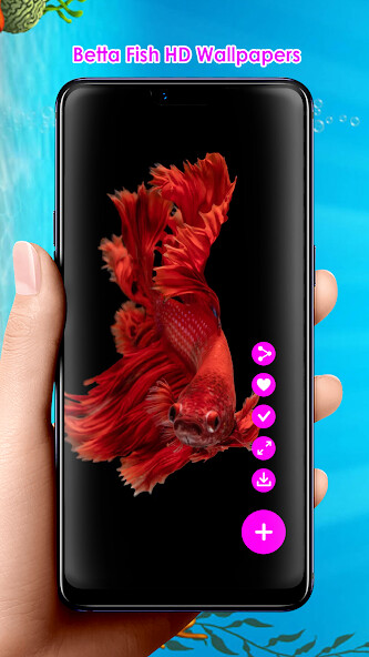 Run android online APK Betta Fish HD Wallpapers from MyAndroid or emulate Betta Fish HD Wallpapers using MyAndroid