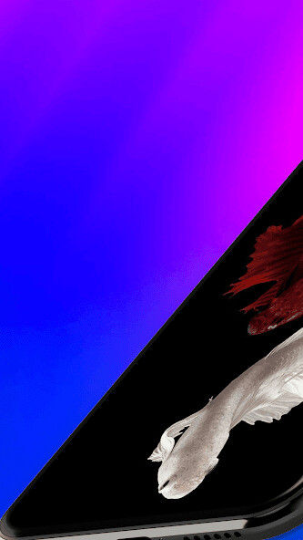 Run android online APK Betta Fish Live Wallpaper 4K from MyAndroid or emulate Betta Fish Live Wallpaper 4K using MyAndroid Run android online APK Betta Fish Live Wallpaper 4K from MyAndroid or emulate Betta Fish Live Wallpaper 4K using MyAndroid