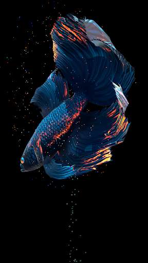 Emulate Android APK Betta Fish Live Wallpaper Free