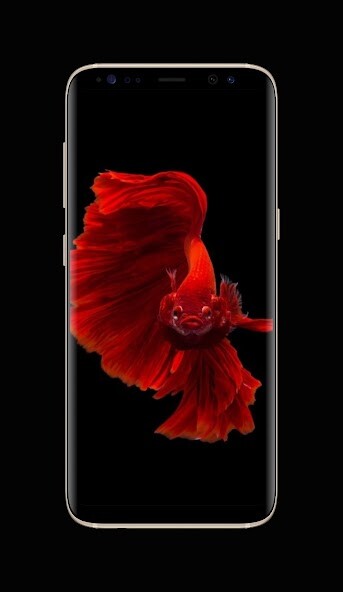 Run android online APK Betta Fish Live Wallpapers from MyAndroid or emulate Betta Fish Live Wallpapers using MyAndroid Run android online APK Betta Fish Live Wallpapers from MyAndroid or emulate Betta Fish Live Wallpapers using MyAndroid