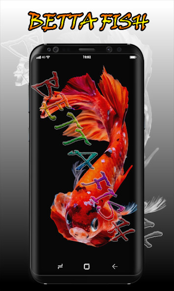 Run android online APK Betta Fish Wallpaper HD Premium from MyAndroid or emulate Betta Fish Wallpaper HD Premium using MyAndroid Run android online APK Betta Fish Wallpaper HD Premium from MyAndroid or emulate Betta Fish Wallpaper HD Premium using MyAndroid