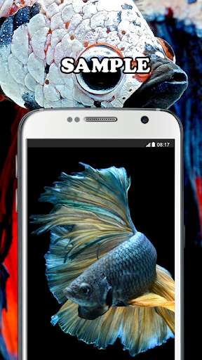 Run android online APK Betta Wallpaper from MyAndroid or emulate Betta Wallpaper using MyAndroid