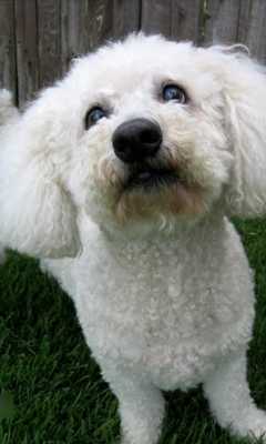 Emulate Android APK Bichon Frise Dogs Wallpapers Emulate Android APK Bichon Frise Dogs Wallpapers