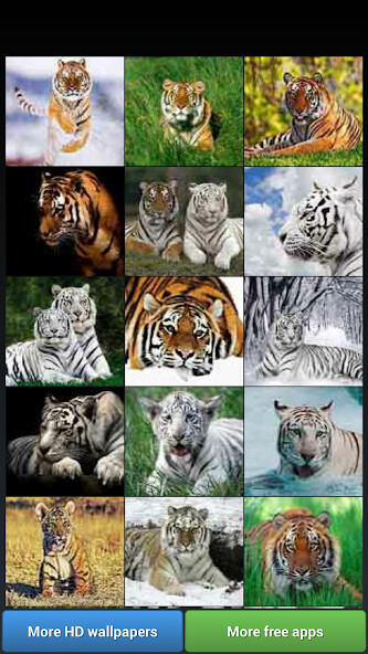 Run android online APK Big Cats HD Wallpapers from MyAndroid or emulate Big Cats HD Wallpapers using MyAndroid