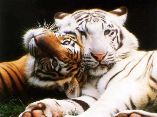 Emulate Android APK Big Cats Pack 2 Live Wallpaper