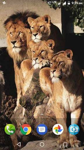 Emulate Android APK Big Cats Wallpaper Emulate Android APK Big Cats Wallpaper