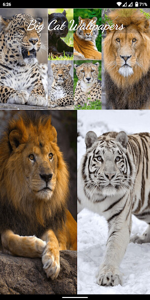 Run android online APK Big Cat Wallpapers from MyAndroid or emulate Big Cat Wallpapers using MyAndroid Run android online APK Big Cat Wallpapers from MyAndroid or emulate Big Cat Wallpapers using MyAndroid