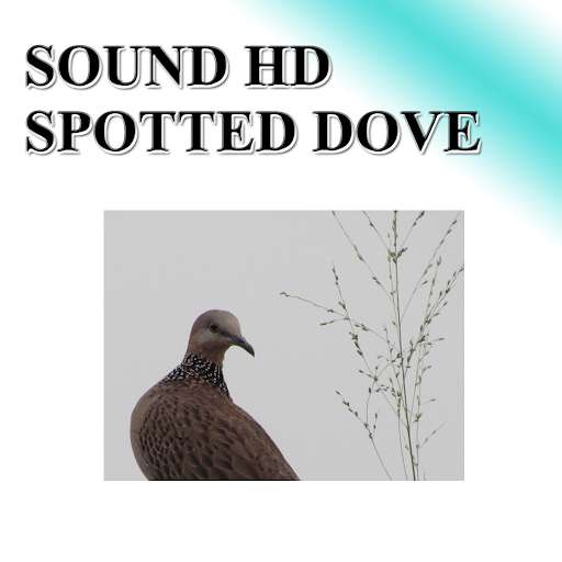 Run android online APK Big dove sounds to birds. from MyAndroid or emulate Big dove sounds to birds. using MyAndroid Run android online APK Big dove sounds to birds. from MyAndroid or emulate Big dove sounds to birds. using MyAndroid
