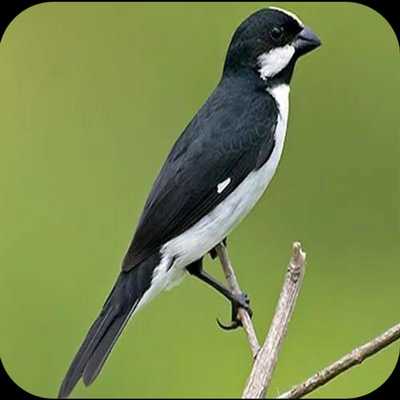 Emulate Android APK BIGODHINO