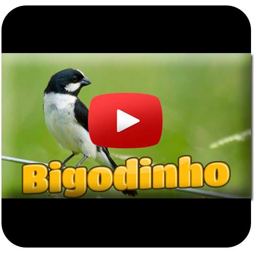 Run android online APK Bigodinho Cantando Tui Tui from MyAndroid or emulate Bigodinho Cantando Tui Tui using MyAndroid