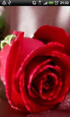 Emulate Android APK Big Red Rose Live Wallpaper Emulate Android APK Big Red Rose Live Wallpaper