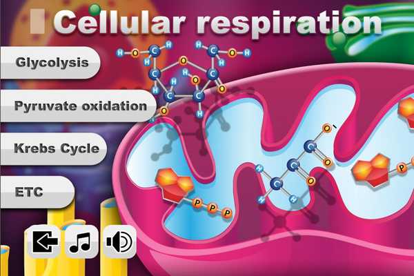 Emulate Android APK Biology Cellular Respiration L
