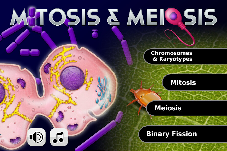 Run android online APK Biology Mitosis & Meiosis from MyAndroid or emulate Biology Mitosis & Meiosis using MyAndroid
