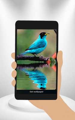 Emulate Android APK Bird Animated Wallpaper