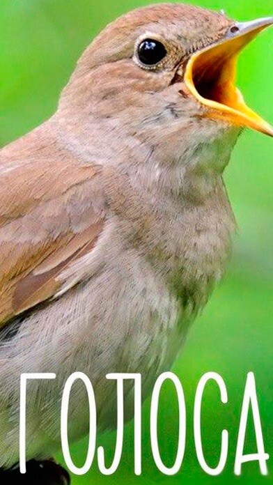 Emulate iPhone app Bird Calls & Songs WiKi Kids using MyAndroid