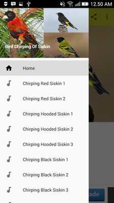 Emulate Android APK Bird Chirping Of Siskin Emulate Android APK Bird Chirping Of Siskin