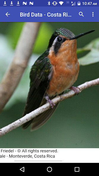 Run android online APK Bird Data - Costa Rica from MyAndroid or emulate Bird Data - Costa Rica using MyAndroid Run android online APK Bird Data - Costa Rica from MyAndroid or emulate Bird Data - Costa Rica using MyAndroid
