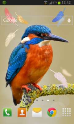 Emulate Android APK Bird Feathers LWP Emulate Android APK Bird Feathers LWP