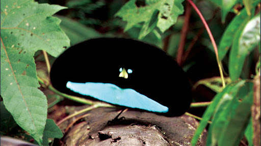 Emulate Android APK Bird of Paradise. Nature Wallpapers Emulate Android APK Bird of Paradise. Nature Wallpapers