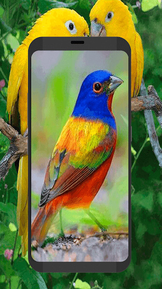 Run android online APK Bird Ringtones For Android from MyAndroid or emulate Bird Ringtones For Android using MyAndroid