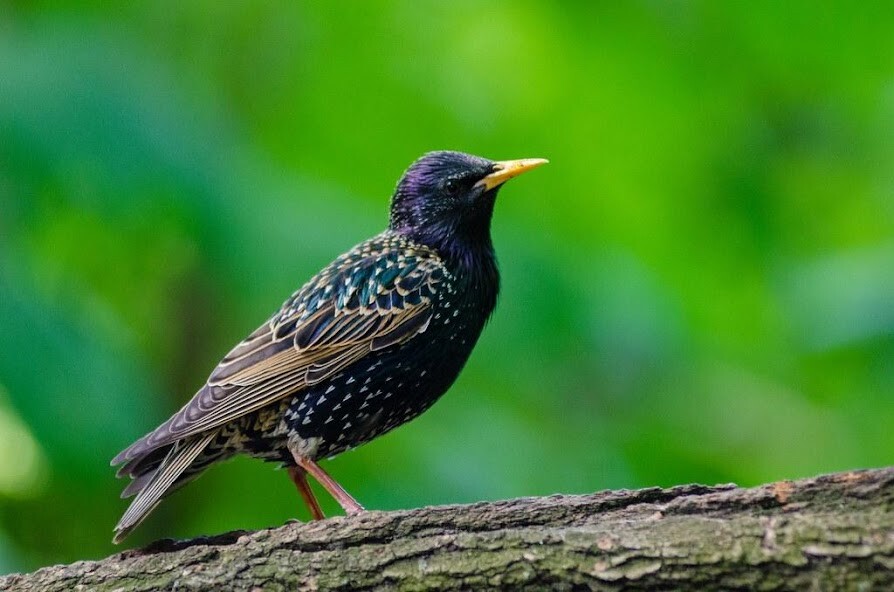 Run android online APK Birds 4K Wallpapers Auto Wallpaper Changer from MyAndroid or emulate Birds 4K Wallpapers Auto Wallpaper Changer using MyAndroid Run android online APK Birds 4K Wallpapers Auto Wallpaper Changer from MyAndroid or emulate Birds 4K Wallpapers Auto Wallpaper Changer using MyAndroid
