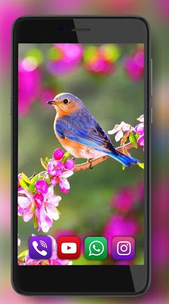 Run android online APK Birds Amazing Live Wallpaper from MyAndroid or emulate Birds Amazing Live Wallpaper using MyAndroid