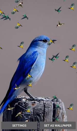 Run android online APK Birds And Animals Live Wallpapers from MyAndroid or emulate Birds And Animals Live Wallpapers using MyAndroid Run android online APK Birds And Animals Live Wallpapers from MyAndroid or emulate Birds And Animals Live Wallpapers using MyAndroid