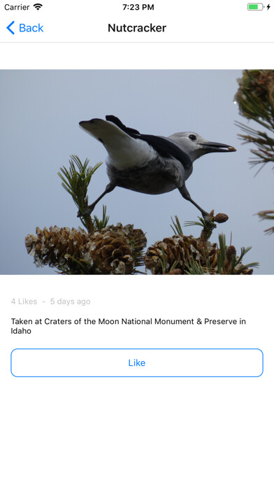 Emulate iPhone app Birds by Mini App Maker using MyAndroid