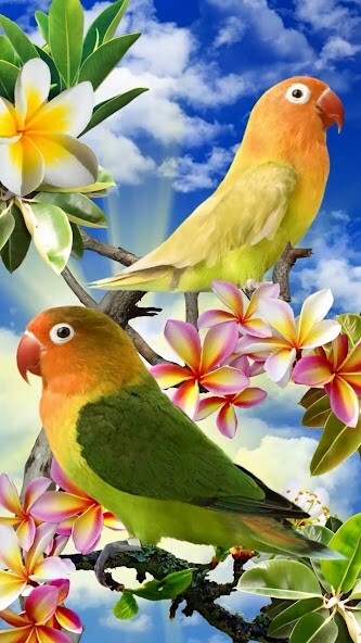 Emulate Android APK Birds Live Wallpaper FREE Emulate Android APK Birds Live Wallpaper FREE