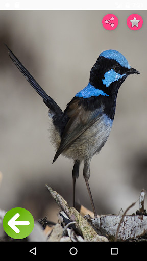 Run android online APK Birds Names with Pictures for Kids from MyAndroid or emulate Birds Names with Pictures for Kids using MyAndroid Run android online APK Birds Names with Pictures for Kids from MyAndroid or emulate Birds Names with Pictures for Kids using MyAndroid