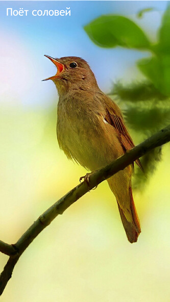 Run android online APK Birdsong. Animal sounds. from MyAndroid or emulate Birdsong. Animal sounds. using MyAndroid Run android online APK Birdsong. Animal sounds. from MyAndroid or emulate Birdsong. Animal sounds. using MyAndroid