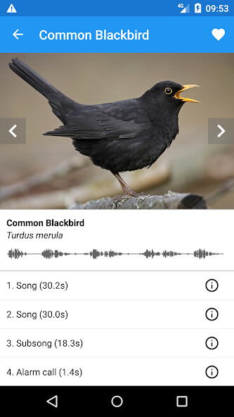 Run android online APK BirdSounds Europe from MyAndroid or emulate BirdSounds Europe using MyAndroid Run android online APK BirdSounds Europe from MyAndroid or emulate BirdSounds Europe using MyAndroid