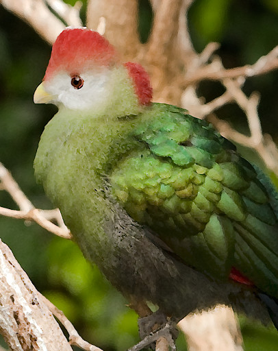 Run android online APK Bird sounds ~ Sboard.pro from MyAndroid or emulate Bird sounds ~ Sboard.pro using MyAndroid Run android online APK Bird sounds ~ Sboard.pro from MyAndroid or emulate Bird sounds ~ Sboard.pro using MyAndroid