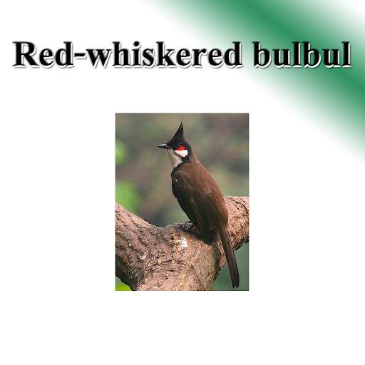 Run android online APK Birds per bird from MyAndroid or emulate Birds per bird using MyAndroid