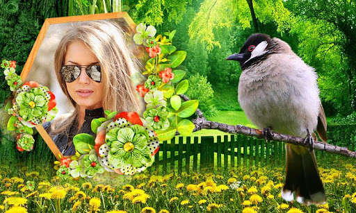 Run android online APK Birds Photo Frames HD from MyAndroid or emulate Birds Photo Frames HD using MyAndroid Run android online APK Birds Photo Frames HD from MyAndroid or emulate Birds Photo Frames HD using MyAndroid
