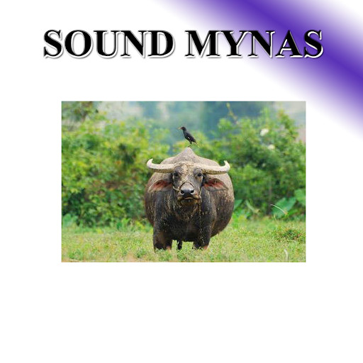 Run android online APK Birds sound to birds. from MyAndroid or emulate Birds sound to birds. using MyAndroid