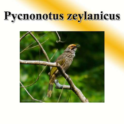Run android online APK Birds throng to birds. from MyAndroid or emulate Birds throng to birds. using MyAndroid Run android online APK Birds throng to birds. from MyAndroid or emulate Birds throng to birds. using MyAndroid